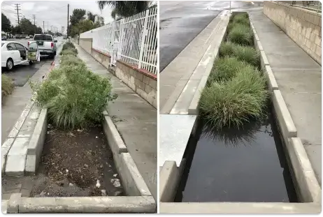 rain_garden